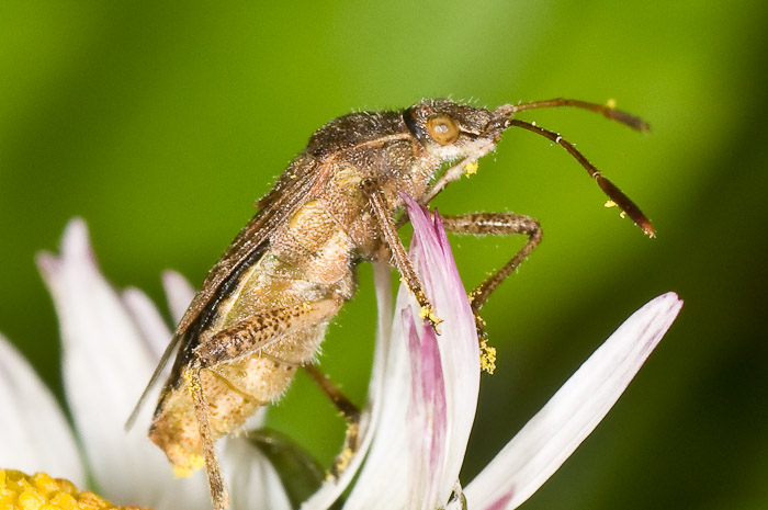 Lygaeidae: Nysius helveticus delle Marche (Pesaro/Urbino)